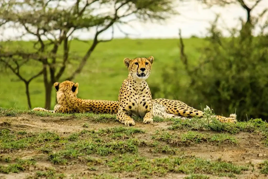2 Day Tanzania Safari in Ngorongoro