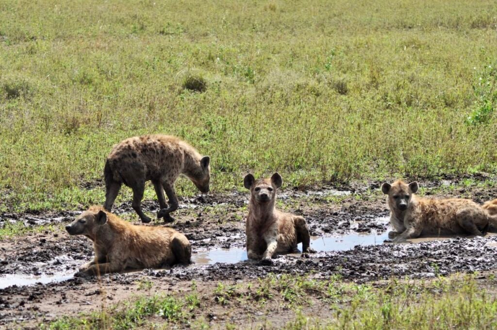 3 Days Tanzania Tours to Ngorongoro