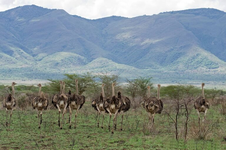 Mkomazi_National_Park_Ostriches_11