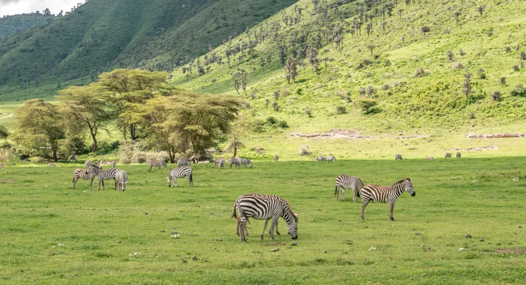 3 Days Tanzania Tours to Tarangire / Lake Manyara & Ngorongoro